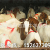 波尔山羊肉羊 黑头波尔山羊养殖场活体山羊可发货一只起批