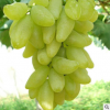 绿葡萄金手指大泽新鲜水果非提子长葡萄硬果耐运输水果 葡萄
