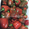 供应出口级 保鲜甜椒，菜椒，五彩椒，欢迎咨询出口业务