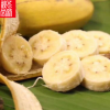 『广西小米蕉』农家小香蕉现砍现发软糯酸甜banana新鲜水果