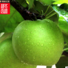 『砀山皇冠梨』新鲜现摘梨子水果5斤脆甜核小化渣一件代发包邮