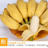广西小米蕉 新鲜水果香蕉 5斤9斤装批发一件代发非大香蕉海南芭蕉