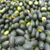 西瓜黑美人西瓜新鲜当季水果黒籽薄皮多汁时令甜西瓜批发一件代发