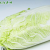新鲜蔬菜大白菜黄芯蔬菜大白菜 自家种植的蔬菜