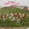 肉牛价格肉牛养殖场肉牛犊小黄牛多少钱一头 小黄牛养殖基地