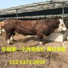 西门塔尔肉牛犊纯种牛400斤左右的牛犊多少钱一头在线咨询牛犊