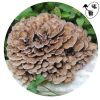 高产灰树花(舞茸)栗蘑菌种纯原种富菌