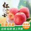 直播选果爆甜红富士苹果10斤装批发新鲜水果一件代发冰糖心苹果