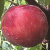 产地直销南北方各种规格品种桃树苗 品种夏甜 桃苗