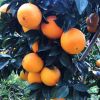 【一件代发】特级10斤赣南脐橙 橙子现摘现发鲜甜多汁橙果园直供