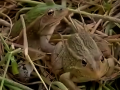 养殖青蛙给村民带来的商机 开始大力发展稻蛙生态养殖新技术 (335播放)