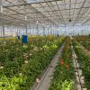空中草莓栽培系统-智能升降基质槽-智能种植塔-无土栽培滴灌