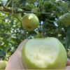 山西青苹果 当季新鲜苹果脆爽 孕妇水果绿苹果 酸甜可口