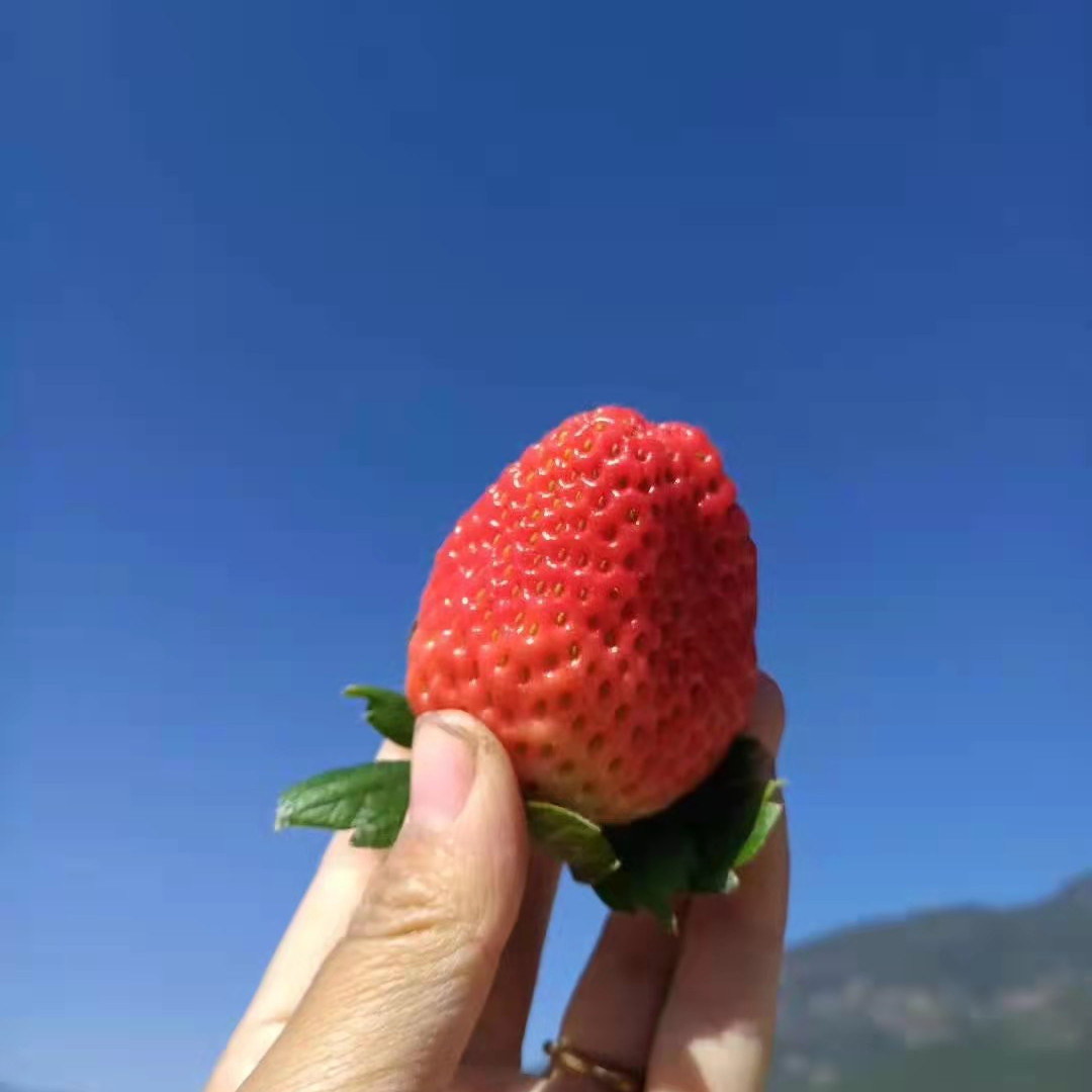 【四川大凉山奶油草莓】农家露天自种非丹东草莓5斤新鲜水果代发